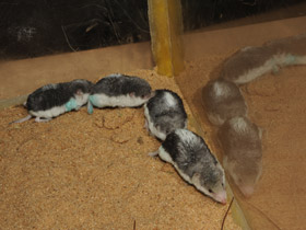 Фото Пегий путорак