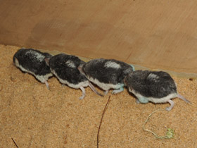 Фото Пегий путорак