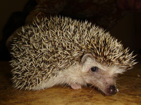 Африканский карликовый еж