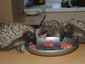 Смотреть фото Белогрудый ёж Фото Белогрудый ёж