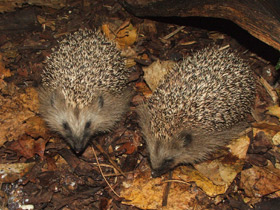 Фото Обыкновенный ёж