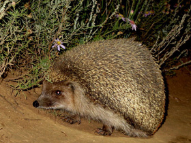 Смотреть фото Даурский ёж Фото Даурский ёж