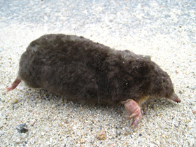 Смотреть фото Японская могера Фото Японская могера