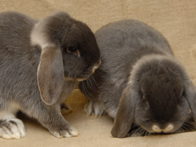 Фото Самые важные домашние животные