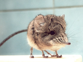 Смотреть фото Короткоухий слоновый прыгунчик Фото Короткоухий слоновый прыгунчик