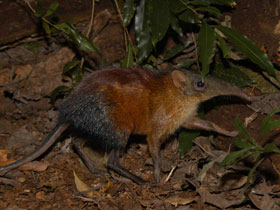 Смотреть фото Гигантская слоновая землеройка Фото Гигантская слоновая землеройка