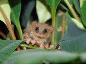 Фото Карликовый летучий кускус