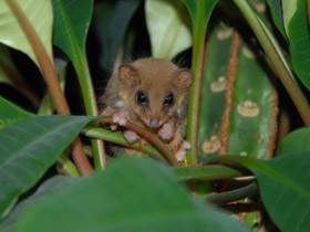Фото Карликовый летучий кускус