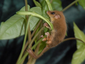 Фото Карликовый летучий кускус