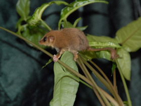 Фото Карликовый летучий кускус