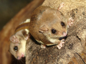 Фото Карликовый летучий кускус