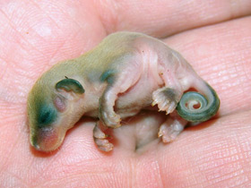 Фото Карликовый летучий кускус