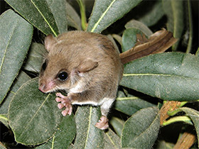 Фото Карликовый летучий кускус