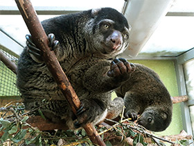 Фото Медвежий кускус