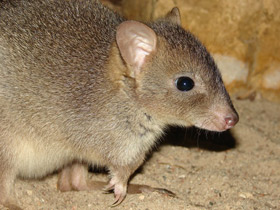 Смотреть фото Войли Фото Войли