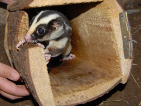 Смотреть фото Большой полосатый кускус Фото Большой полосатый кускус