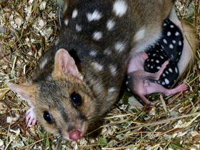 Фото Крапчатая сумчатая куница