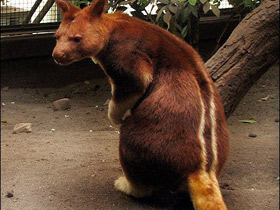 Смотреть фото Древесный кенгуру Гудфеллоу Фото Древесный кенгуру Гудфеллоу