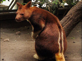 Смотреть фото Кенгуру Матчи Фото Кенгуру Матчи