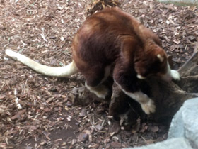 Смотреть фото Кенгуру Матчи Фото Кенгуру Матчи