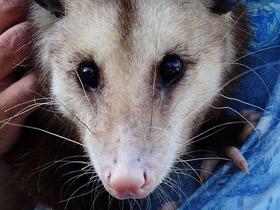 Смотреть фото Самые сонные животные Фото Самые сонные животные