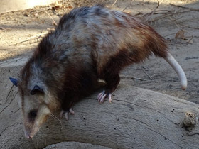 Смотреть фото Самые сонные животные Фото Самые сонные животные