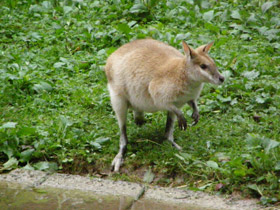 Фото Прыткий валлаби