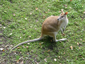 Фото Прыткий валлаби