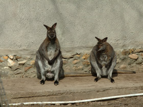 Фото Рыже-серый валлаби