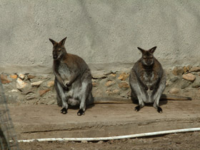 Фото Рыже-серый валлаби