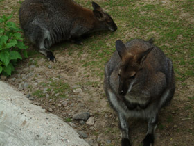 Фото Рыже-серый валлаби