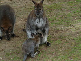 Фото Рыже-серый валлаби