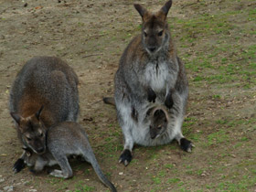Фото Рыже-серый валлаби