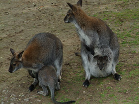 Фото Рыже-серый валлаби