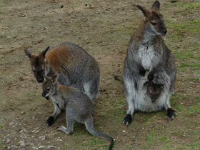 Фото Рыже-серый валлаби