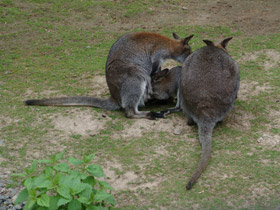 Фото Рыже-серый валлаби
