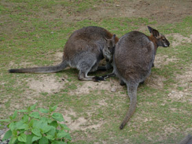 Фото Рыже-серый валлаби
