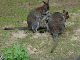 Фото Рыже-серый валлаби