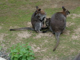 Фото Рыже-серый валлаби