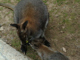 Фото Рыже-серый валлаби