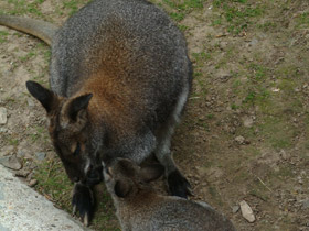 Фото Рыже-серый валлаби