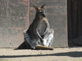 Фото Большой рыжий кенгуру