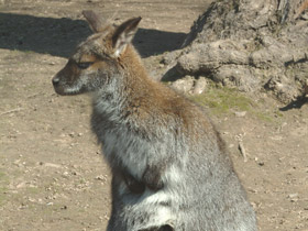 Фото Большой рыжий кенгуру