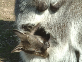 Смотреть фото Животные - символы Фото Животные - символы