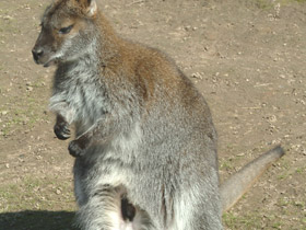 Смотреть фото Загадки для детей с ответами Фото Загадки для детей с ответами