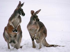 Фото Большой рыжий кенгуру