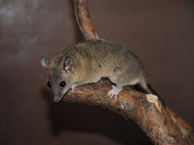 Фото Домовый оппосум