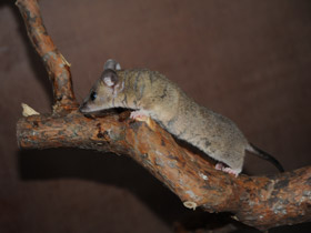 Фото Домовый оппосум