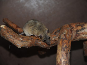 Фото Домовый оппосум