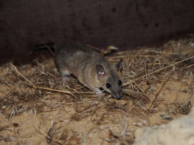 Фото Домовый оппосум